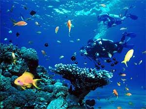 Bonaire Scuba Diving Trip